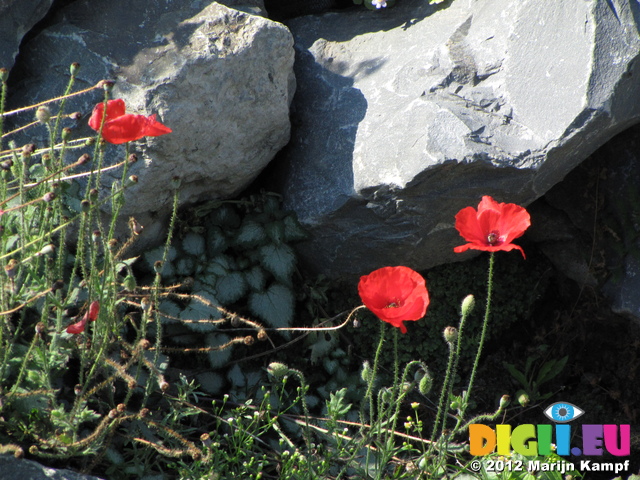 SX24342 Three poppies among rocks